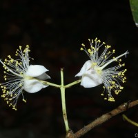 Kayea stylosa Thwaites